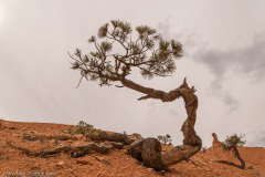 Navajo Trail Bryce Canyon
